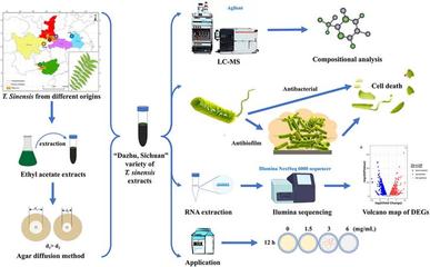 生命科学学院夏险副教授团队于国际TOP期刊发表重要研究成果，引领自然科学前沿探索