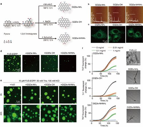 上海交大代彬团队在石墨烯量子点调控蛋白异常相分离研究中取得重要突破